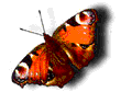 071-17.gif (34506 bytes)